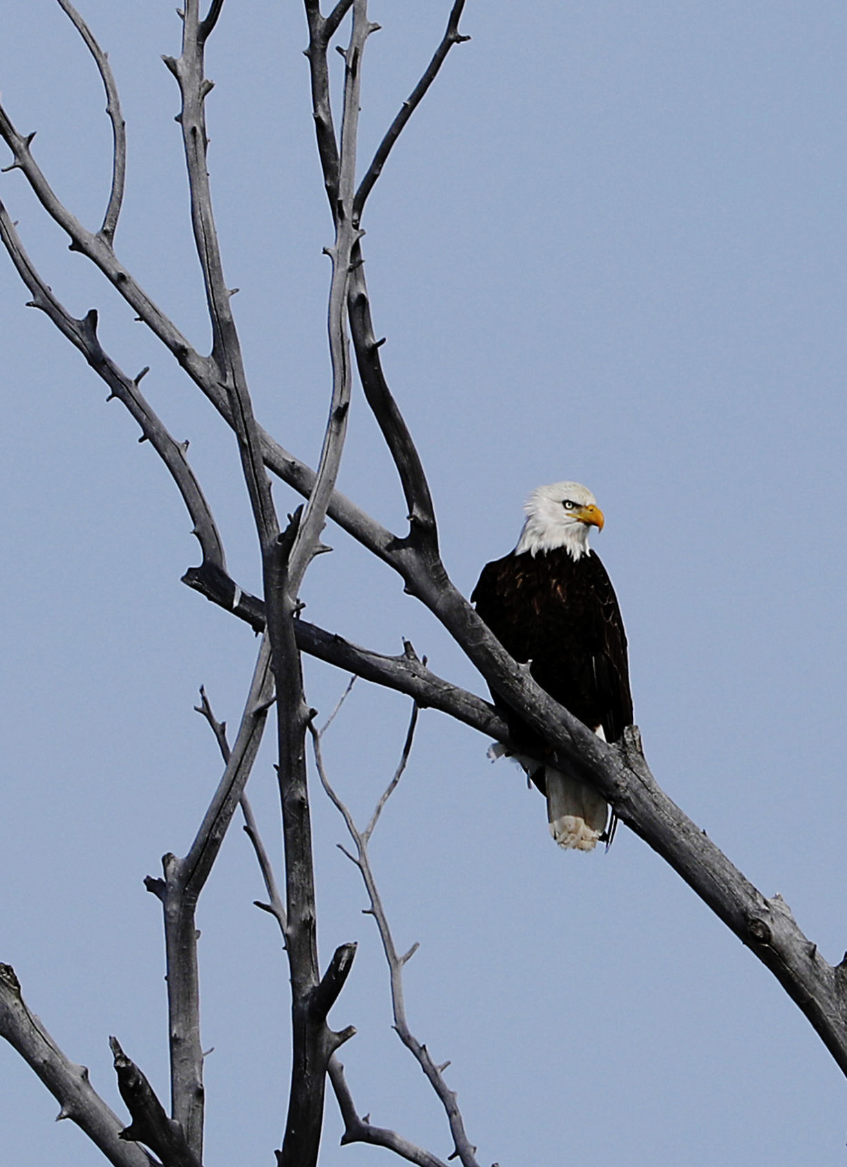 A bald eagle in winter sunshine